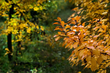 apple orchard in autumn after harvesting