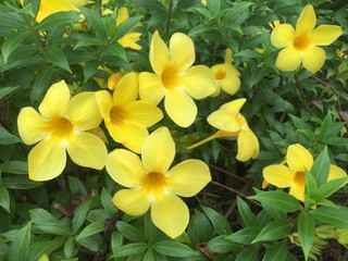 Fototapeta na wymiar yellow flowers on green background