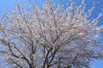 Fototapeta na wymiar Cherry blossom in spring season