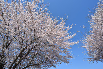 Cherry blossom in spring season