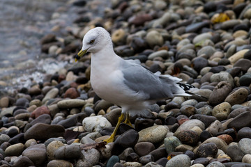 seagull walking down rocky shoreline 