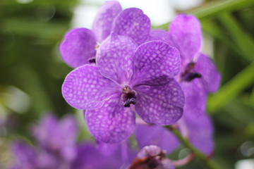 Bright orchids bloom in the Orchid garden. beautiful tropical flower in a pot. Beautiful purple orchid in the garden with blurred background.