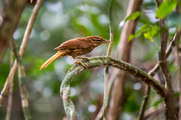 Pale browed Treehunter photographed in Linhares, Espirito Santo. Southeast of Brazil. Atlantic Forest Biome. Picture made in 2013.