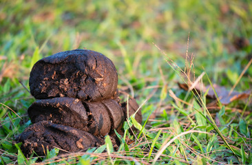 Fresh cow dung is a solid cow cattlecomposed of a fraction of the plant that the animal eats It can...