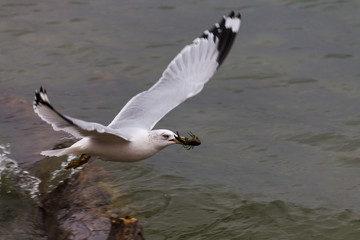 seagull walking down rocky shoreline 