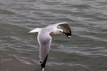 seagull walking down rocky shoreline 