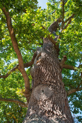 Stamm und Baumkrone einer alten Eiche