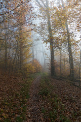 Fototapeta premium Nebel Herbstwald 