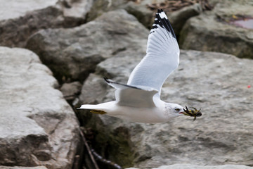 seagull walking down rocky shoreline 