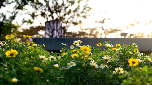 Yellow and White Chrysanthemum Flower Focused on the middle of the picture, and blurred foreground and background by big apperture on camera lens
