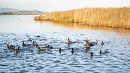 Fotografia naturalistica toscana