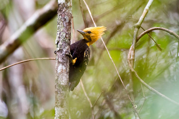Blond crested Woodpecker photographed in Linhares, Espirito Santo. Southeast of Brazil. Atlantic Forest Biome. Picture made in 2013.