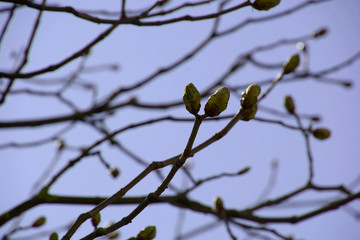 bizarre colored sky with new shoots of chestnut, backlit effects of young chestnut shoots in the march sun