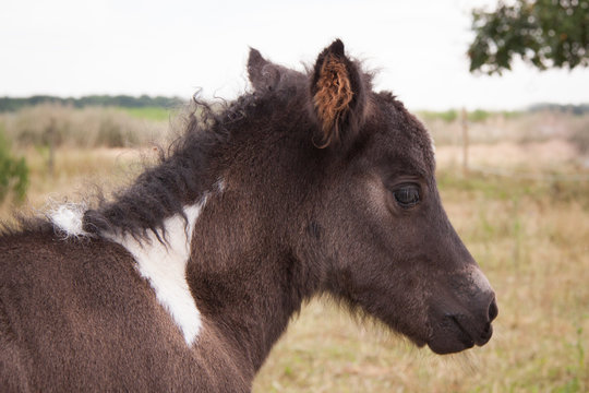 Portrait kleiner Rappschecke
