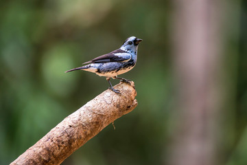 White bellied Tanager photographed in Linhares, Espirito Santo. Southeast of Brazil. Atlantic Forest Biome. Picture made in 2013.