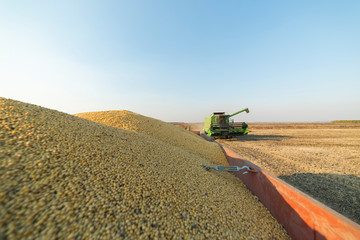 Fototapeta premium Harvesting of soybean