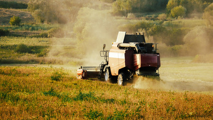 Fototapeta premium The harvester harvests from the field