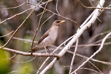 Creamy bellied Thrush photographed in Linhares, Espirito Santo. Southeast of Brazil. Atlantic Forest Biome. Picture made in 2013.