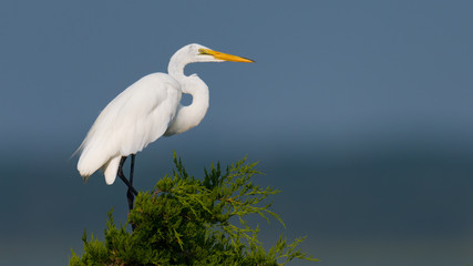 A Great Egret perched above the rookery against a blue sky.