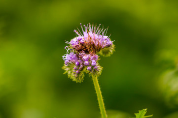 golden colored autumn leaves in nature