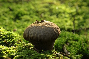 Alter Flaschenstäubling (Lycoperdon perlatum)