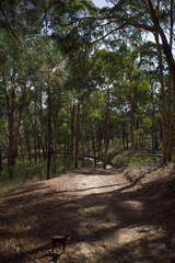 Isolated rural bush track in Australia