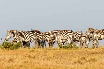 Flock of zebras on the African savannah