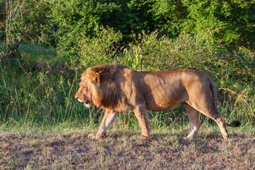 Wandering male lion in Africa