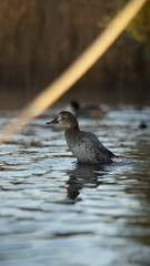 Fotografia naturalistica toscana