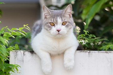 Portrait of the Scottish fold cat sitting on white wall with green leaf background. White cat looking at the camera with blurred of green background.