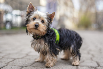 Allphotokz Dog 20190329 5331 A7M3