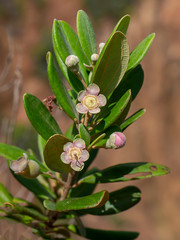 Close up of Downy myrtle flower.