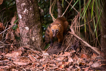 South American coati, or ring tailed coati photographed in Linhares, Espirito Santo. Southeast of...