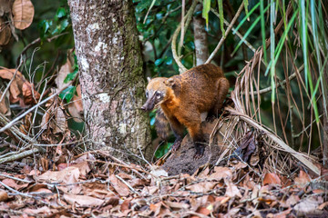 South American coati, or ring tailed coati photographed in Linhares, Espirito Santo. Southeast of...