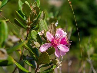 Close up of Downy myrtle flower.