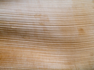 Close up bark of palm tree background.