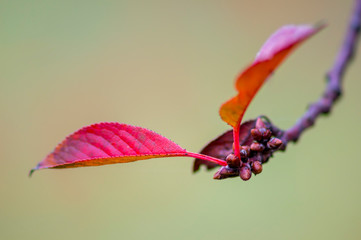 golden colored autumn leaves in nature