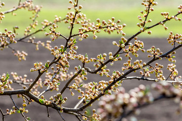 Sprawling cherry branch with buds on blurred background_