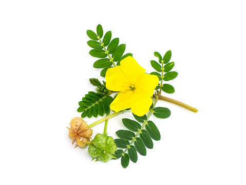 The yellow flower of devil's thorn.