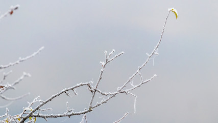 Rosehip branch covered with frost on a blurred background_