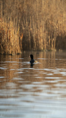 Fotografia naturalistica toscana