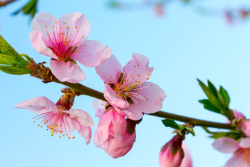 Delicate pink peach flowers on light blue background_