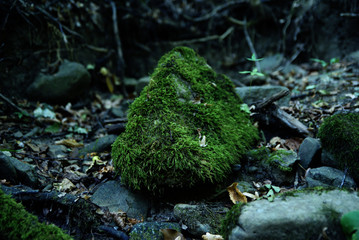 stone in the moss