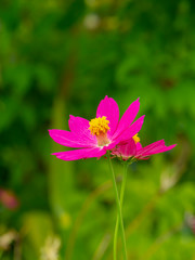 Fototapeta premium Close up three cosmos flower