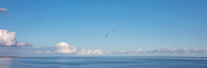 Fototapeta na wymiar Migrating Geese at The Suffolk Coast