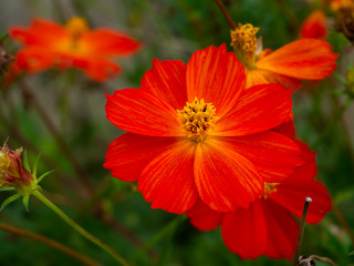 Close up three cosmos flower