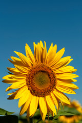 A Sunflower up close on its own against blue sky bright and clear