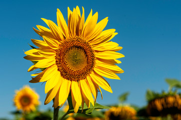 Naklejka premium A Sunflower up close on its own against blue sky bright and clear