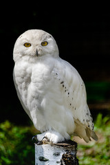 Fototapeta premium male snowy owl (Bubo scandiacus) sitting on a wooden log and looking at you, with sunlight and dark background