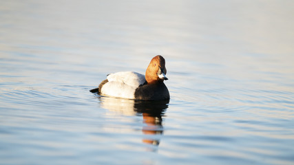 Fotografia naturalistica toscana